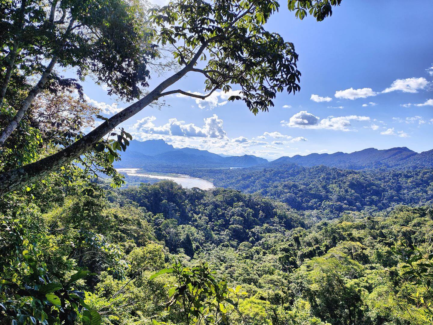 vue sur la canopée de l'Amazonie