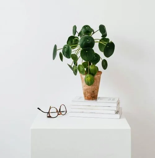 plante sur un bureau