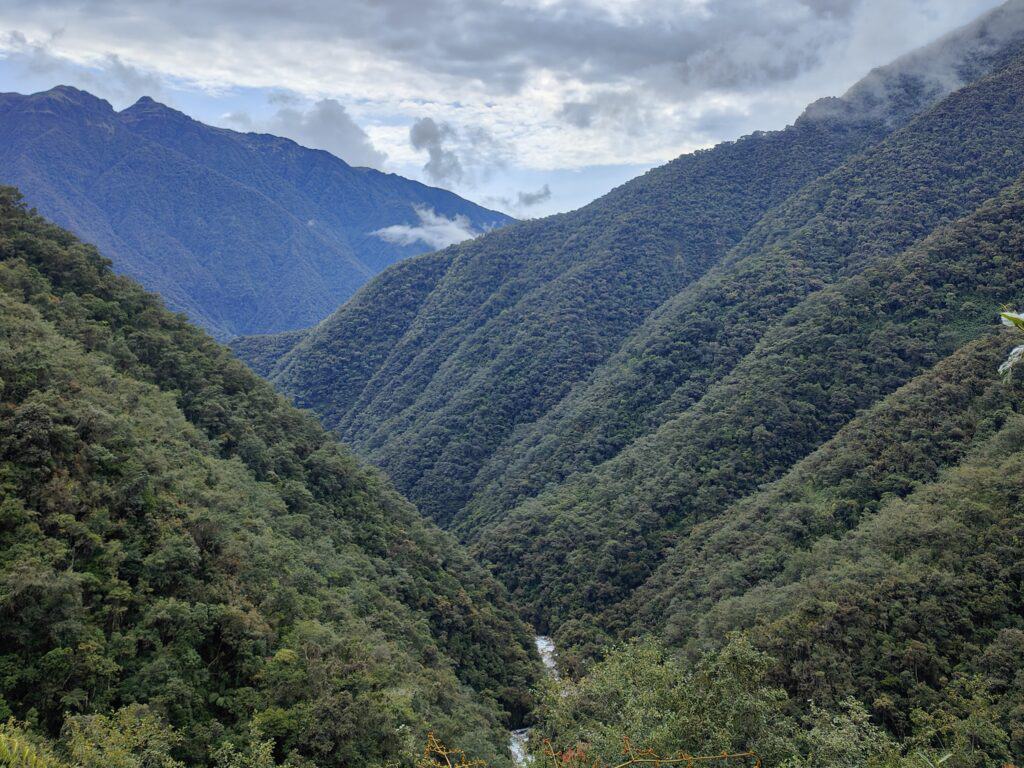 jungle des yungas