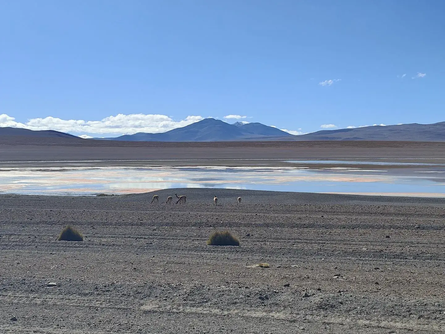 Laguna colorada en Bolivie