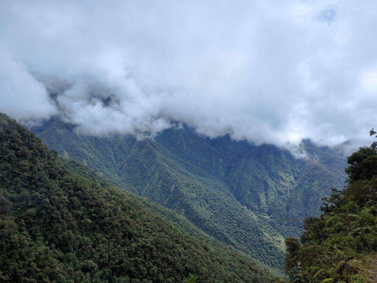 la jungle des yungas