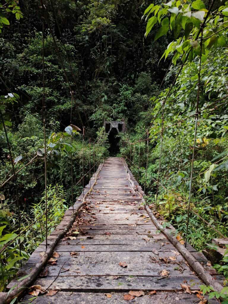 pont dans la jungle des yungas