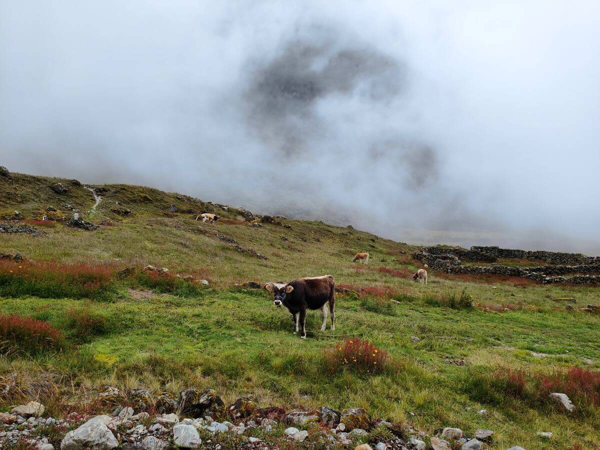 vache bolivienne