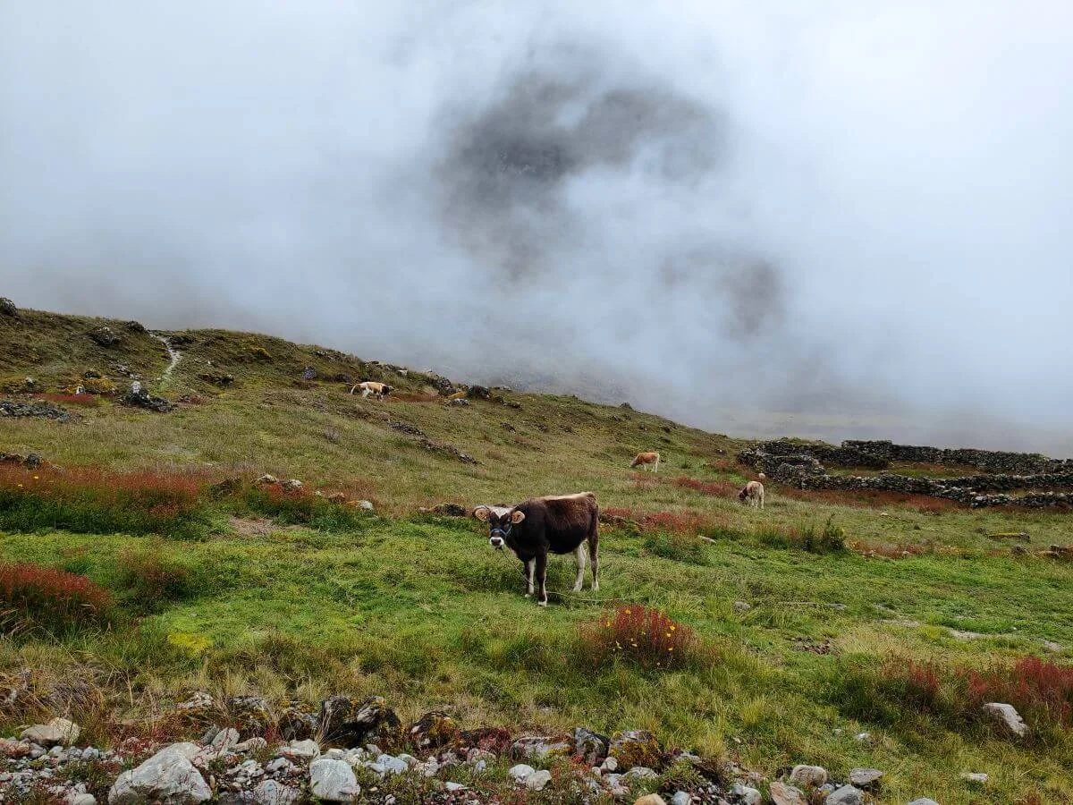 vache bolivienne